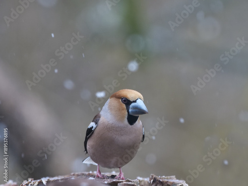 Cuadro en lienzo hawfinch on forest background in winter time