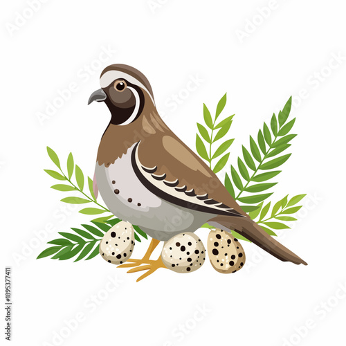 Realistic vector illustration of a Quail bird and speckled quail eggs, farmhouse style