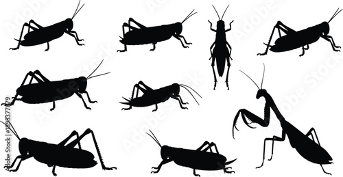 Grasshopper Cricket And Praying Mantis Silhouette Set Insect Collection Black Bug Shapes Vector Illustration Isolated On White Background