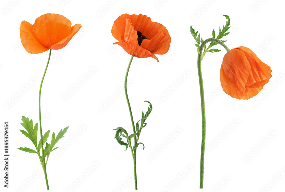 Naklejka premium Bright orange poppy flowers standing upright with green stems on a plain background in a clear setting