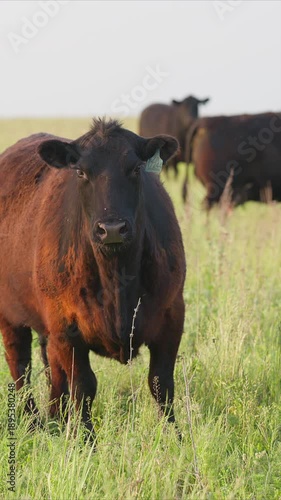 Wallpaper Mural Cattle Grazing in a Beautiful and Lush Green Pasture within a Picturesque Landscape Torontodigital.ca