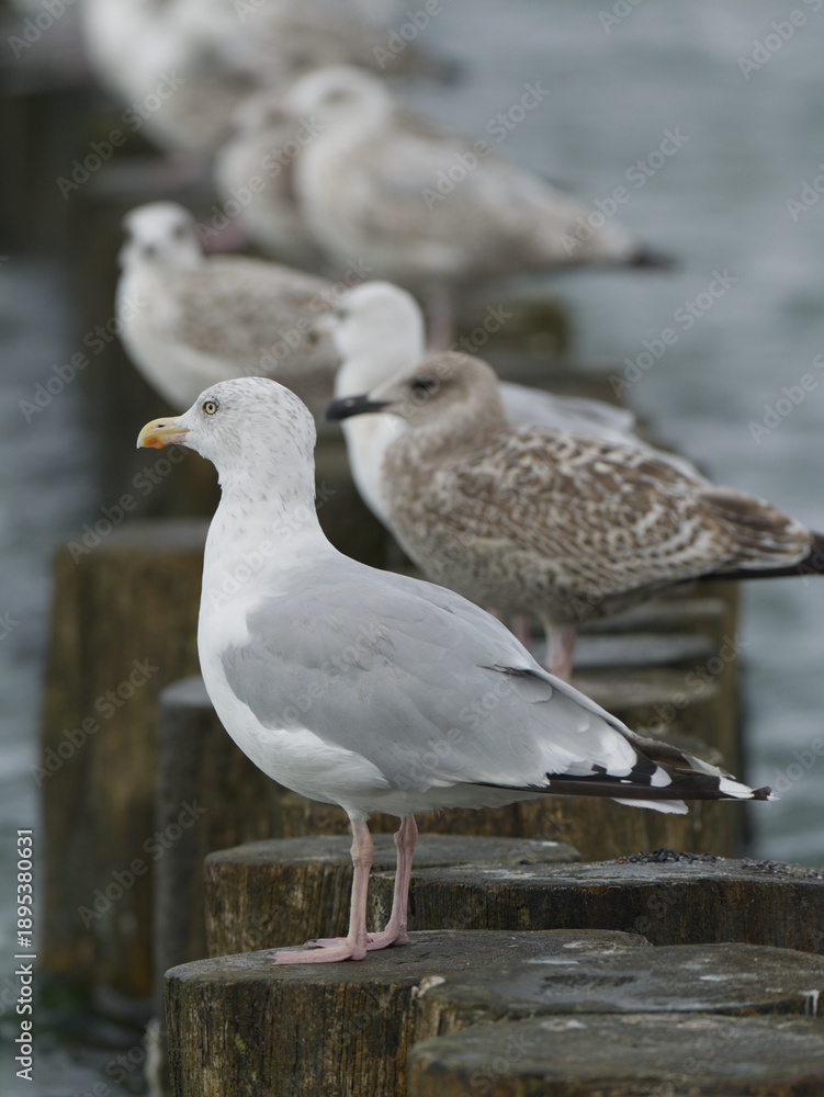 Fototapeta premium seagulls on the breakwater with the sea in the background