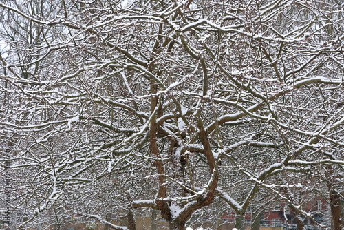 Wallpaper Mural Tree Branches Covered with Snow in Amsterdam, Erasmuspark, Netherlands Torontodigital.ca