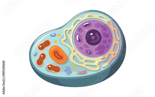 An illustrative depiction of an animal cell showing its nucleus and various vital organelles clearly