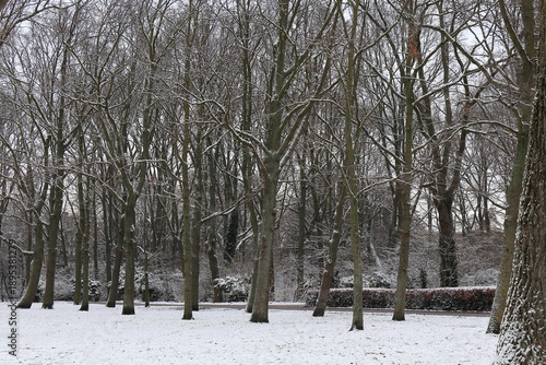 Wallpaper Mural Winter Park Scene with High Trees and Snow in Amsterdam, Netherlands Torontodigital.ca