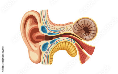An intricate diagram of the human ear showing the complex network of canals and nerve pathways
