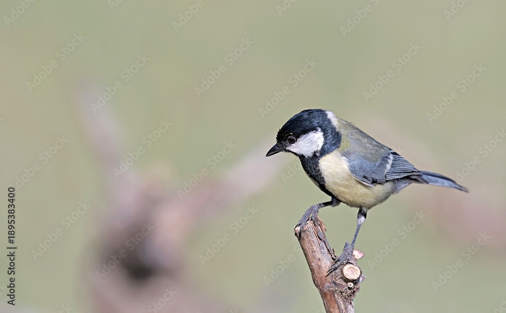 Fototapeta premium Great Tit (Parus major), Greece