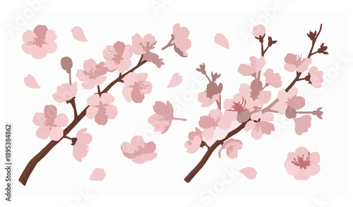 Cherry Blossom Flower Vector Set with Elegant Japanese Sakura Branches on White Background