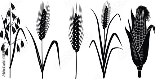 Cereal Crops Silhouette Set Including Wheat Barley Rye Oats and Corn Plants Agricultural Botanical Vector Illustration