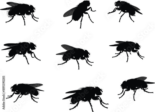 Housefly insect silhouettes set with multiple flying standing angles isolated black vector illustration for pest control concepts design usage projects