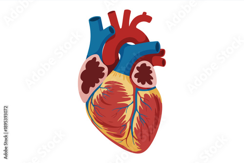 Clear medical diagram illustrating the complex structure of a human heart with its vital blood vessels