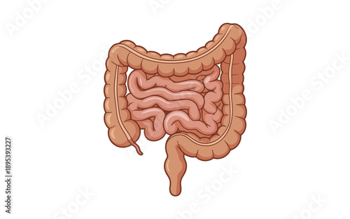 Colorful graphic showcasing the essential components of the human digestive system