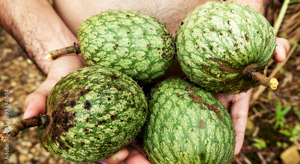 Fototapeta premium An adult man holding four soursop fruits in his hands; the image is at a close angle and the person is not recognizable