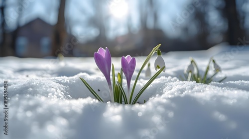 Emergence of Spring Blossoms: A vibrant crocus flower, breaking through the snow, heralds the arrival of spring and new beginnings, a testament to nature's resilience.