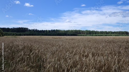 Rye ripens in the agricultural field. Young pine trees grow on the edge of the field. There is a mixed forest around the field. Sunny summer weather and blue sky with feathery clouds