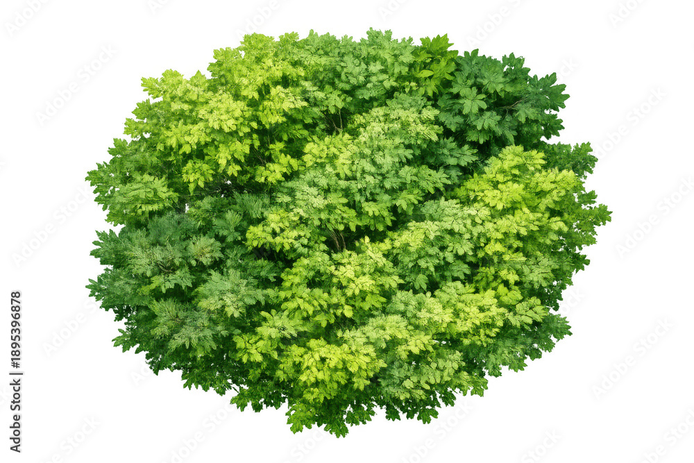 Obraz premium Green tree canopy from above with lush foliage, cut out and isolated on transparent background, providing natural elements