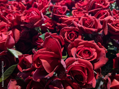 Fresh Crimson Rose Blooms Ready for Event Decoration