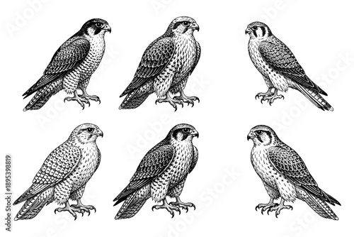 Detailed ink drawings of six falcons in various poses on white background