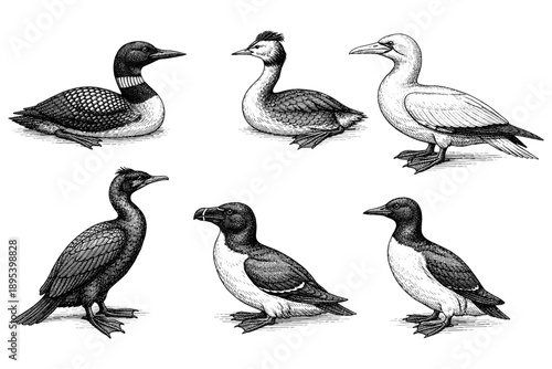 Collection of detailed bird illustrations featuring loons, grebes, and puffins