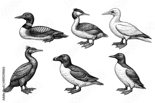 Detailed illustrations of various bird species in black and white