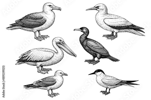 Illustrated compilation of diverse bird species: gulls, pelican, cormorant, and tern