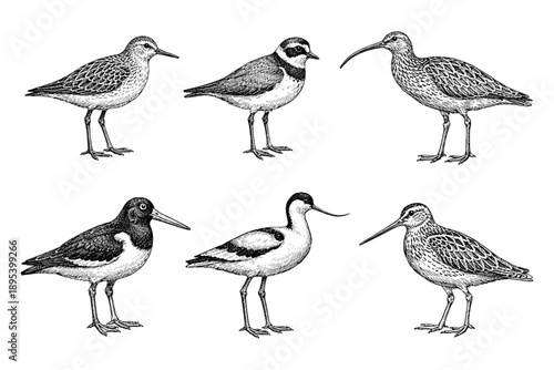 Detailed black and white illustrations of various shorebird species