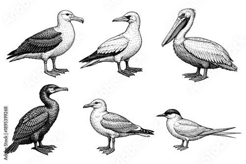 Detailed black and white illustrations of various seabirds