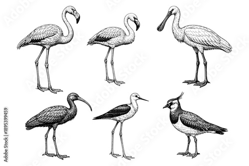 Detailed black and white illustrations of diverse bird species in various poses