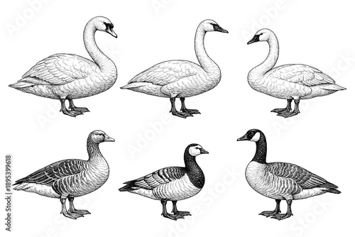 Detailed illustrations of swans and geese in various poses