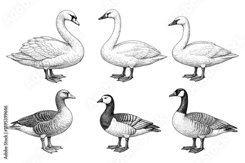 Elegant swans and majestic geese illustrations on white background