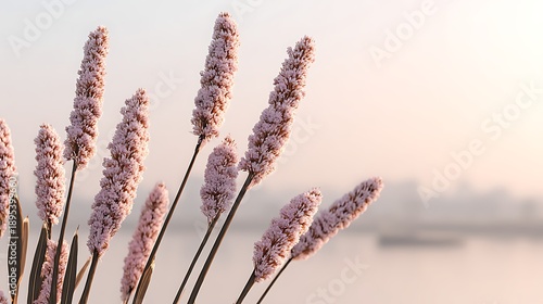 Pink Flowering Grass Tall Stems Blooming in Soft Light by Water