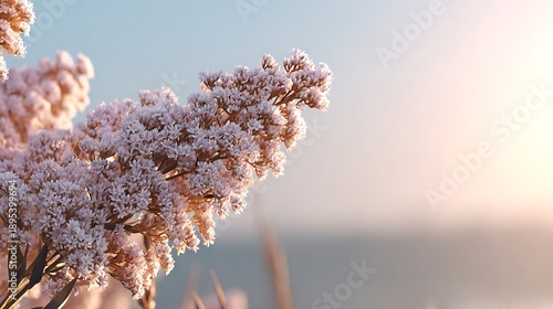 Pink Flowering Plant Blooming in Soft Sunset Light on Clear Day