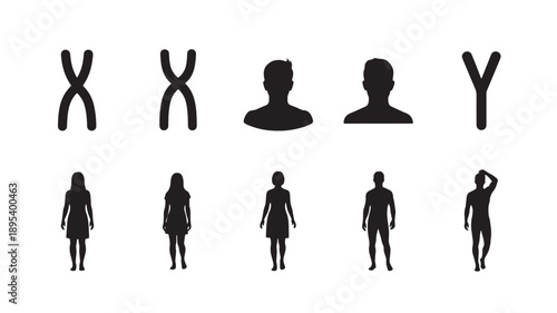 Illustration of human silhouettes and chromosome structures depicting genetic diversity and human biology in a simple graphic representation