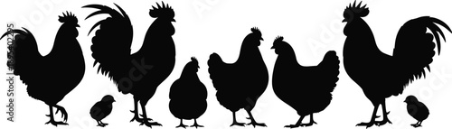 Chicken family silhouettes with roosters hens and chicks, farm poultry concept, rural agriculture scene, black vector illustration set