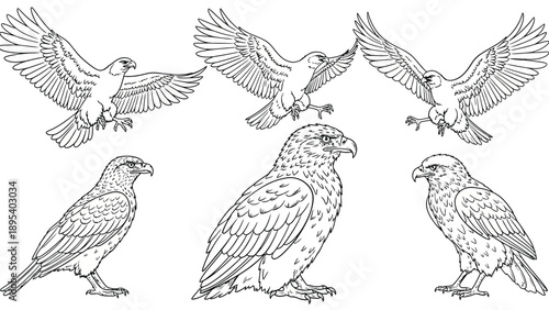 Line drawing of six hawks in various poses. Three are mid-flight with wings spread wide, while three are perched with detailed feathers and sharp beaks.