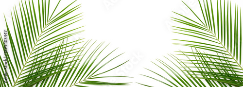 Several bright green feathery palm leaves are positioned around the edges of the frame against a clean white background