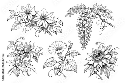 Intricate black and white botanical illustration featuring six floral designs