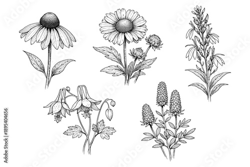 Botanical illustrations of wildflowers and medicinal herbs in detailed line art
