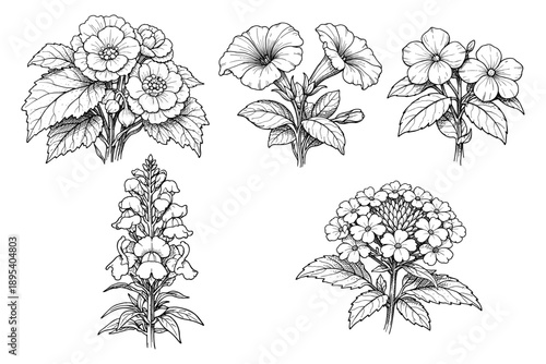 Black and white botanical illustrations of various flower species
