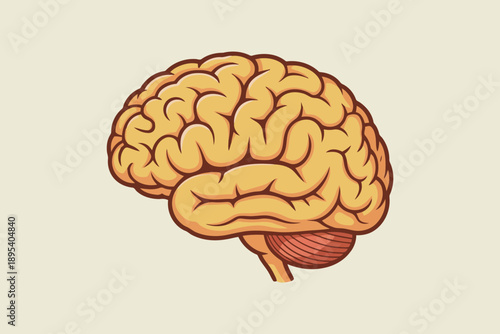 Detailed anatomical illustration of the human brain showing its complex cerebral cortex folds