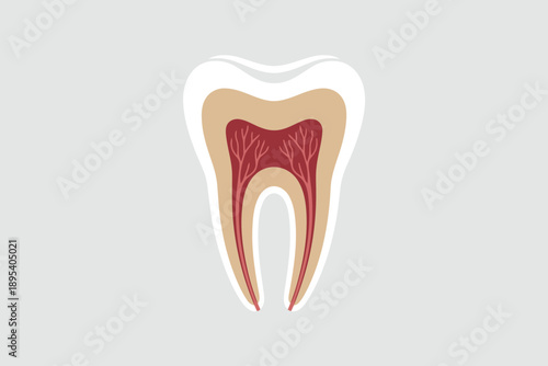 Detailed anatomical illustration showing a healthy human tooth cross section with pulp and root structure