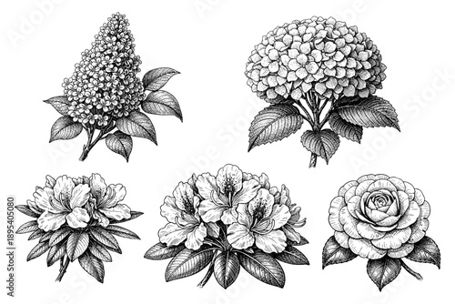 Botanical illustrations of lilac, hydrangea, azalea, rhododendron, and rose flowers