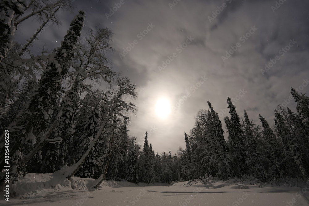 Obraz premium A snowy forest with trees covered in snow. The sky is dark and cloudy, and the moon is visible in the sky. Scene is serene and peaceful, with the quietness of the forest