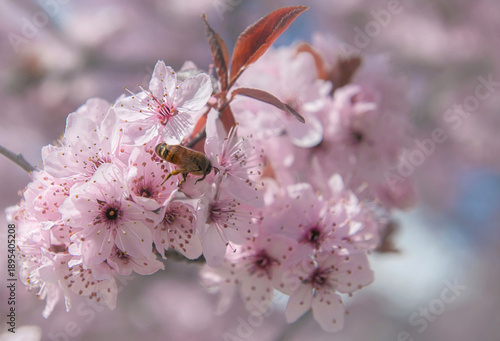 closeup on beautiful pink flowers on branches of prunus tree blooming at spri...