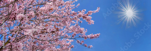 beautiful pink flowers on branches of cherry tree blooming at springtime on sunny blue sky background.