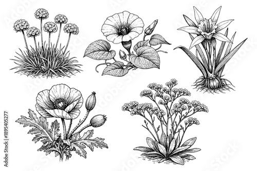 Black and white botanical drawings of various flowers in detailed line art