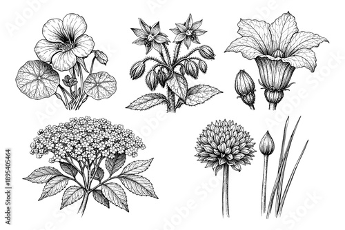 Botanical illustration of various floral species in black and white