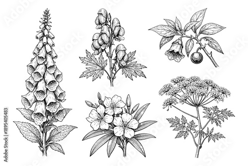 Detailed botanical illustrations of medicinal plants and flowers