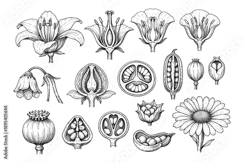 Detailed botanical illustrations of various flower and seed structures