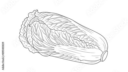 Detailed line drawing of a fresh napa cabbage is presented in a black and white illustration style on a plain background.